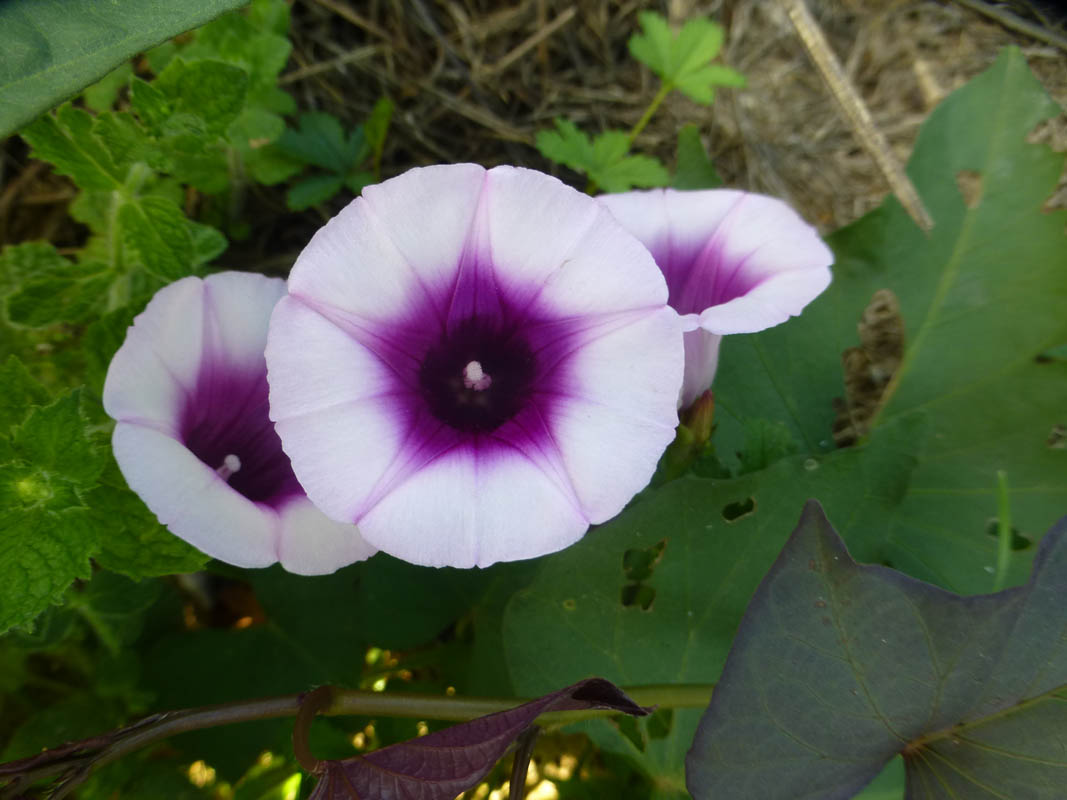 Ipomoea batatas photo